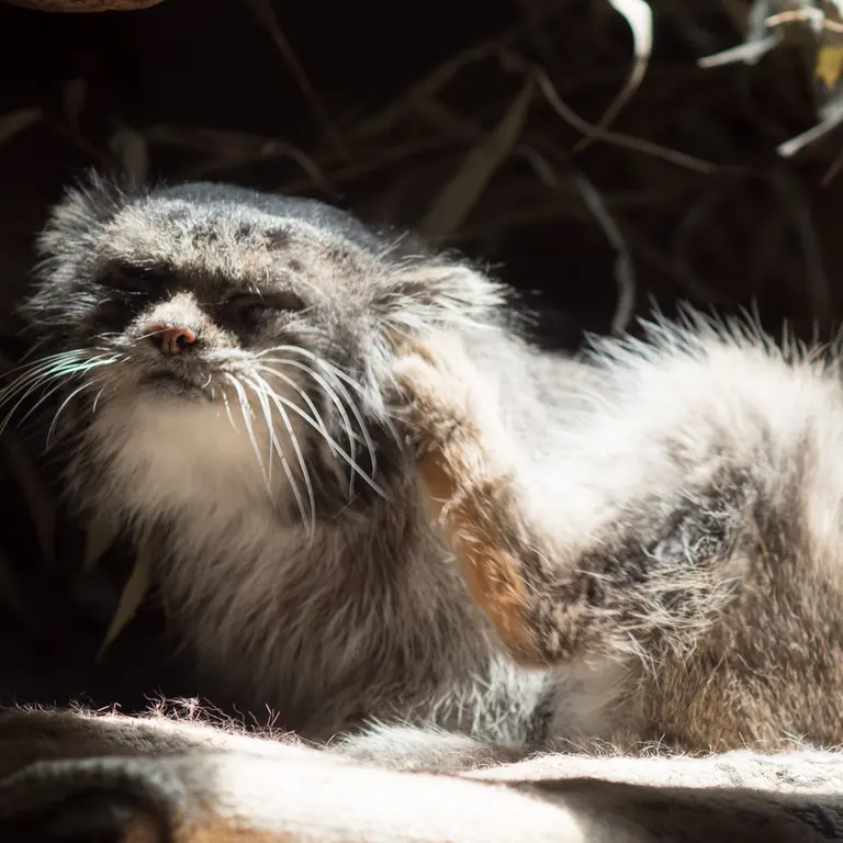 A photograph of Klyon in Ueno Zoological Gardens