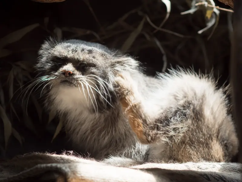 A photograph of Klyon in Ueno Zoological Gardens