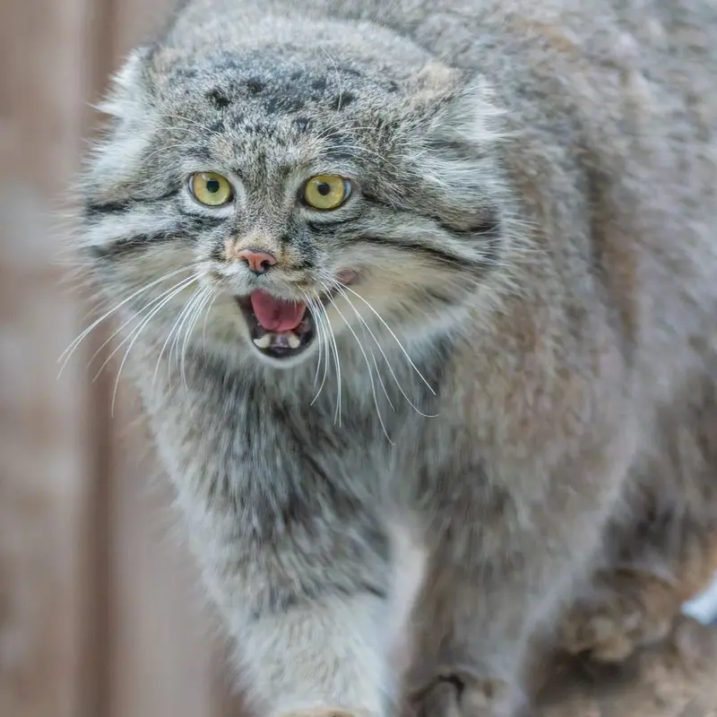 A photograph of Nar in Kobe Animal Kingdom