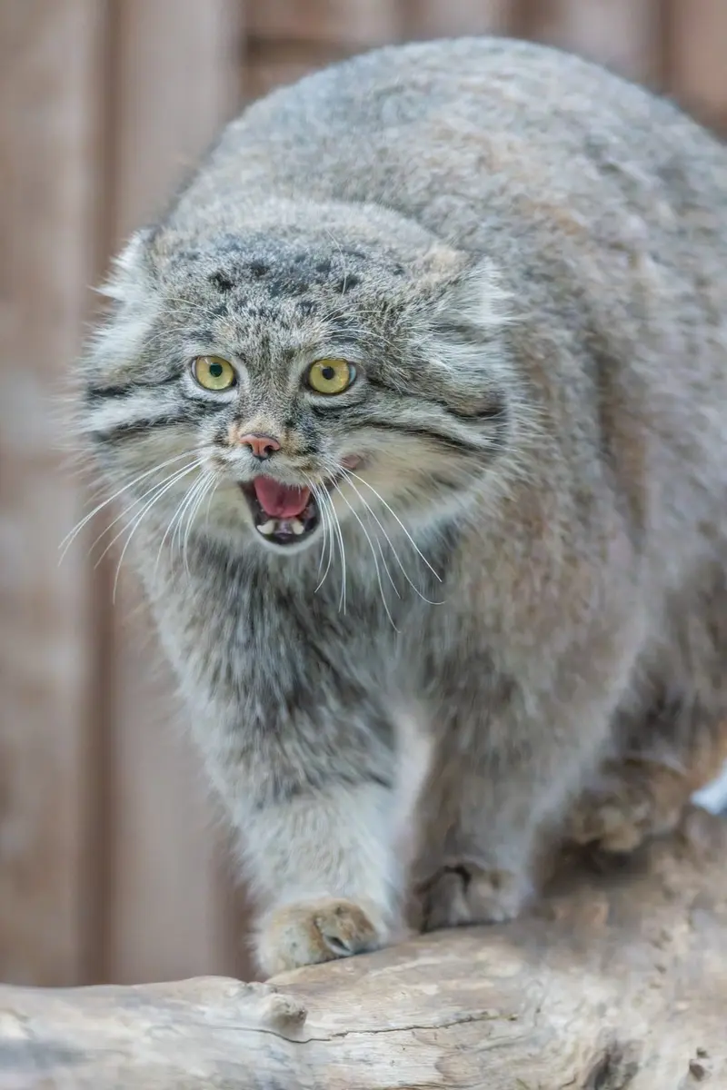 A photograph of Nar in Kobe Animal Kingdom