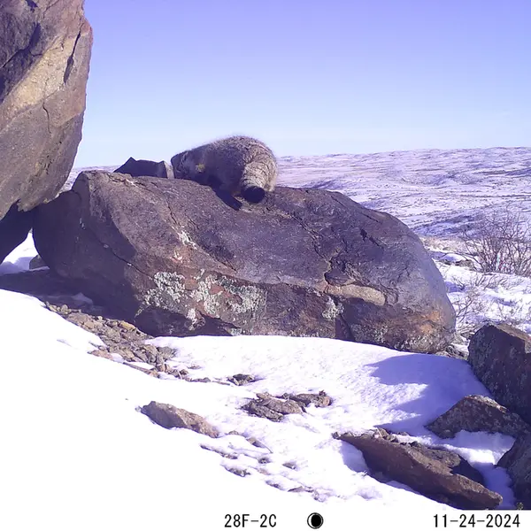 A photograph of Otocolobus manul manul from Koshkar camera trap