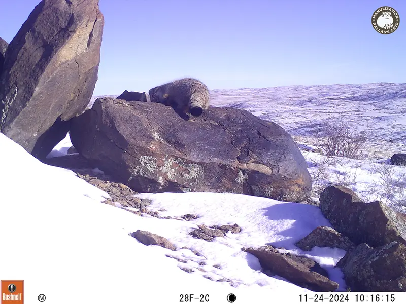 A photograph of Otocolobus manul manul from Koshkar camera trap