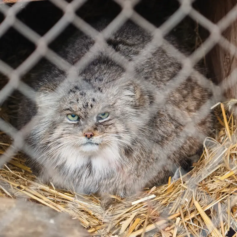 A photograph of Pazzo in Łódź Zoo