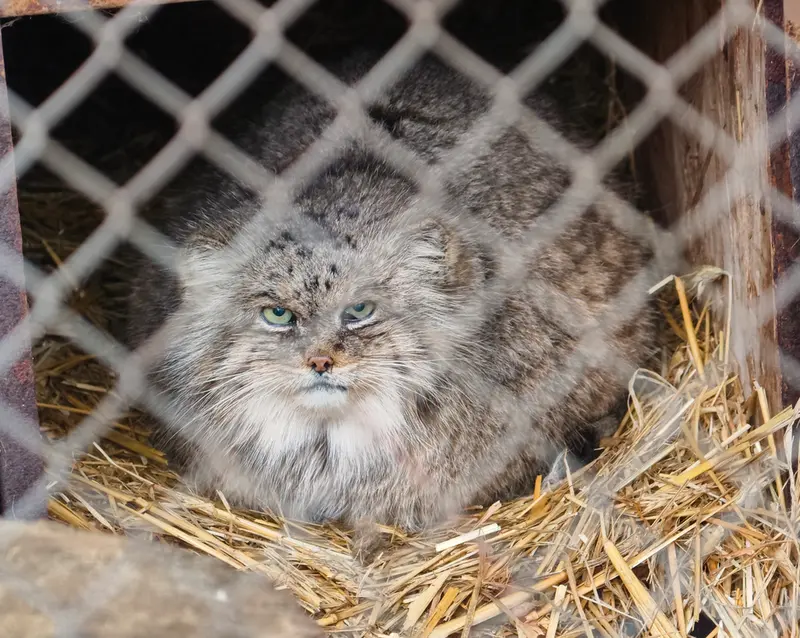 A photograph of Pazzo in Łódź Zoo