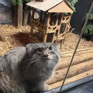 A photograph of Pabu in Lake Superior Zoo