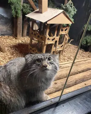 A photograph of Pabu in Lake Superior Zoo