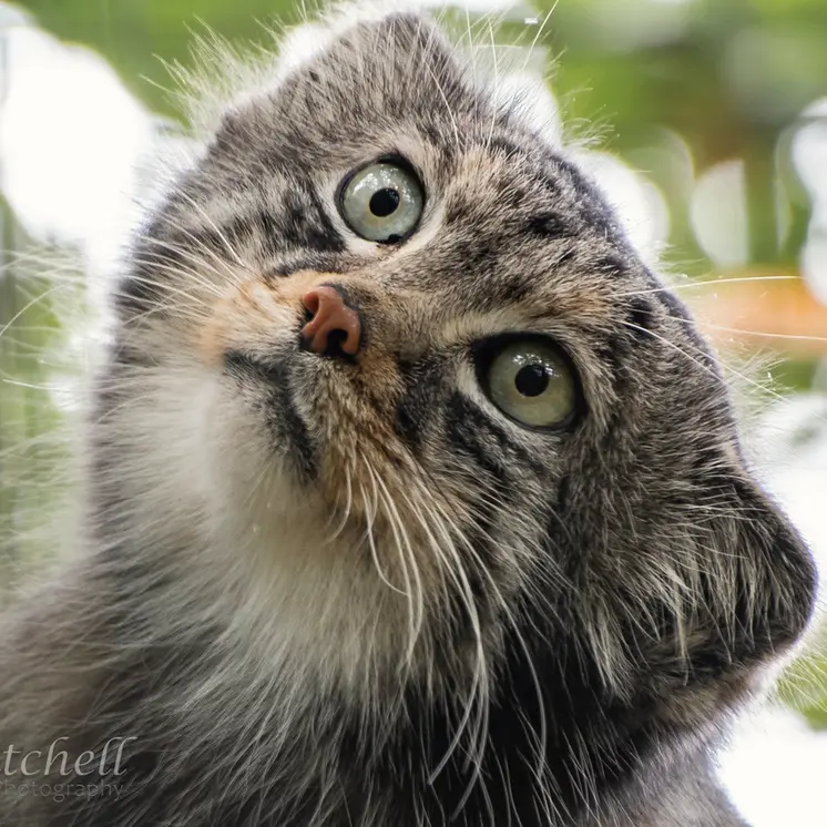 A photograph of Jethro in The Big Cat Sanctuary