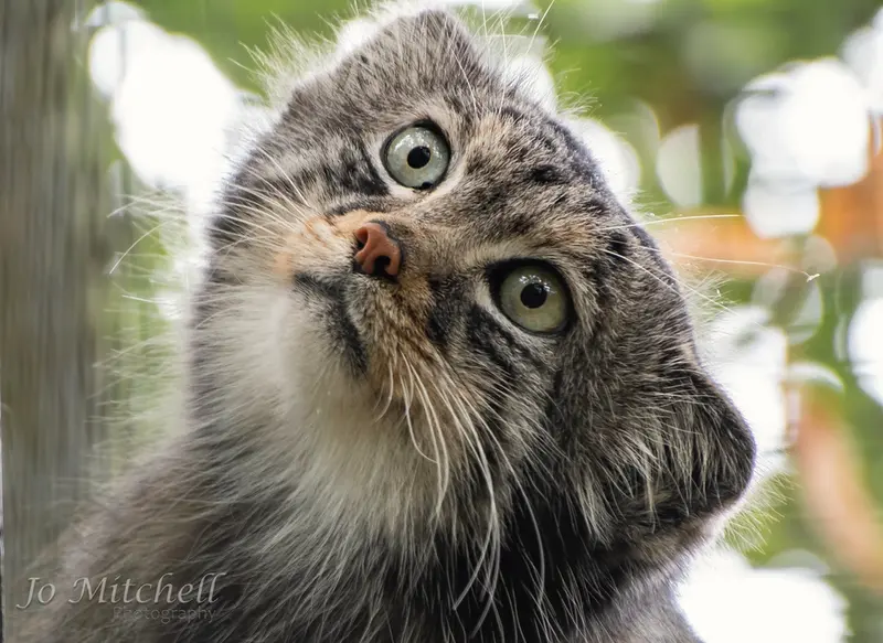 A photograph of Jethro in The Big Cat Sanctuary