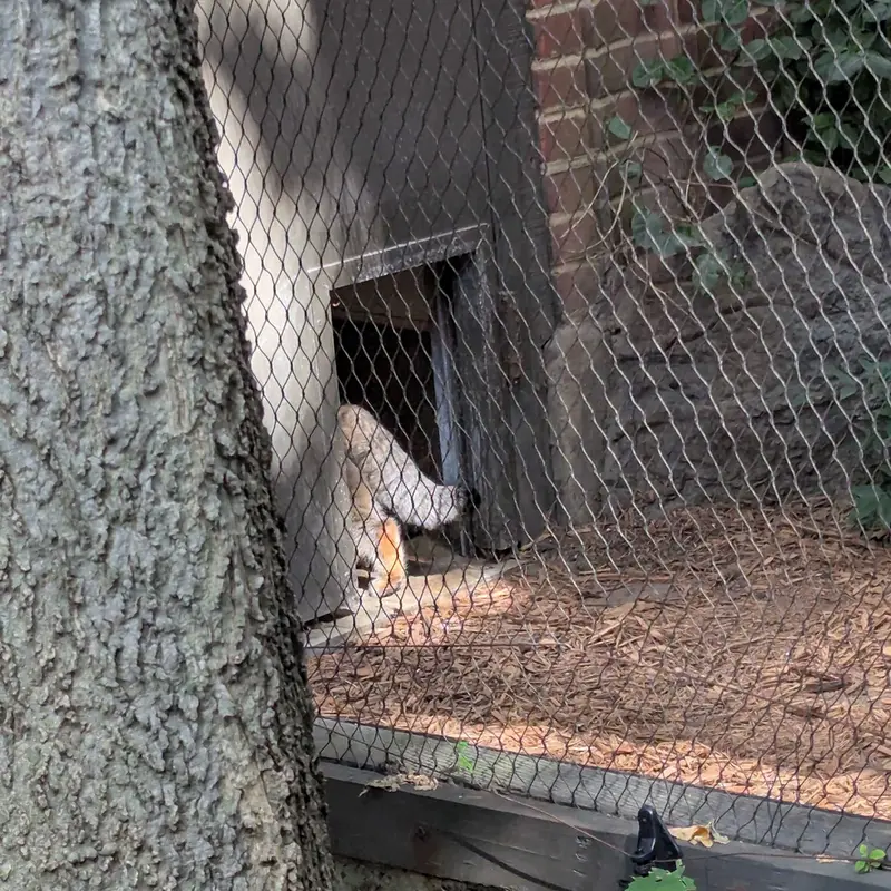 A photograph of Sarnai in Prospect Park Zoo