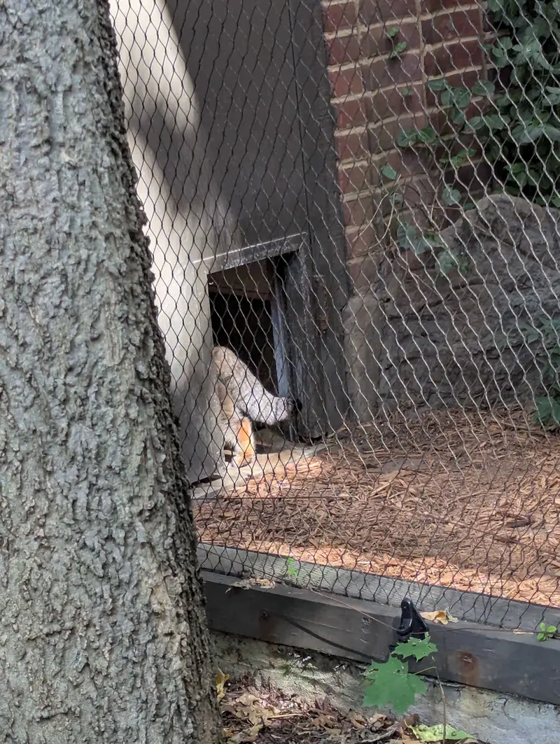 A photograph of Sarnai in Prospect Park Zoo