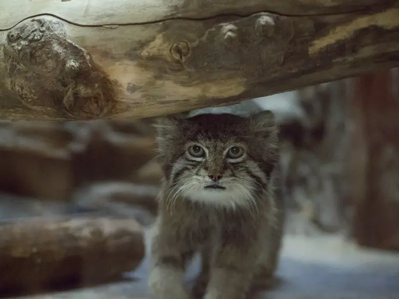 A photograph of Klyon in Ueno Zoological Gardens