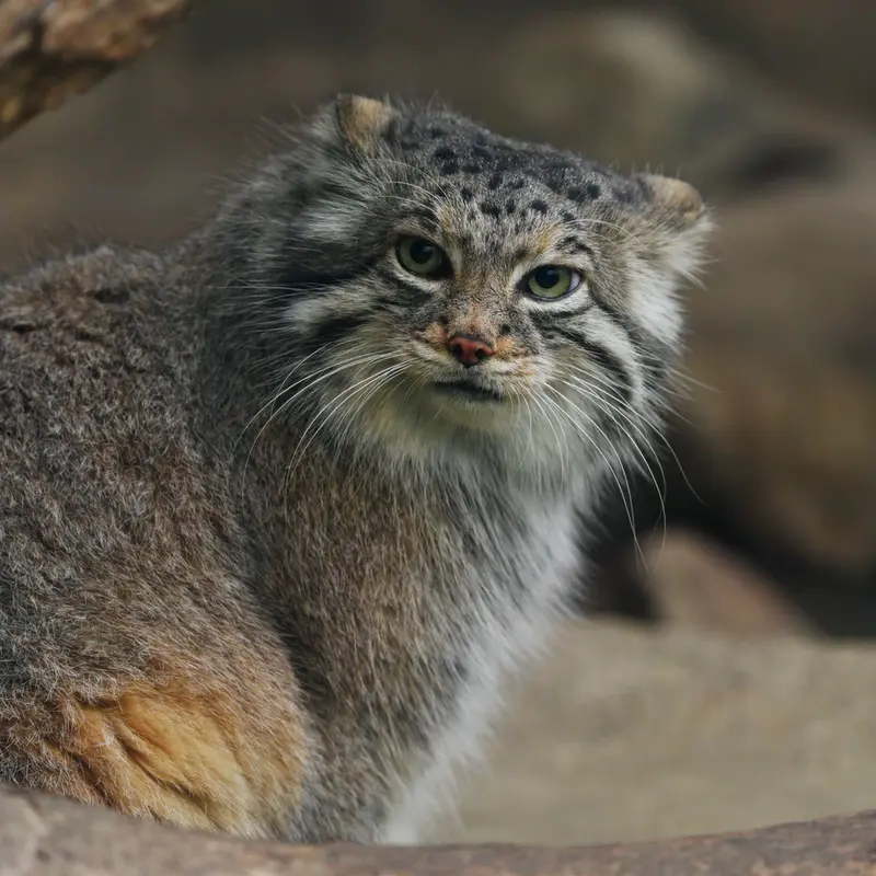 A photograph of Az in Kobe Animal Kingdom
