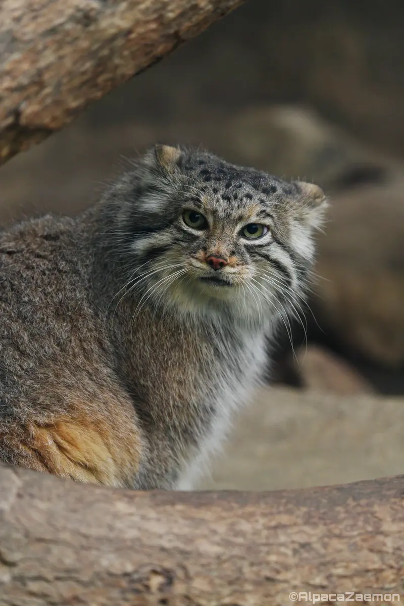 A photograph of Az in Kobe Animal Kingdom