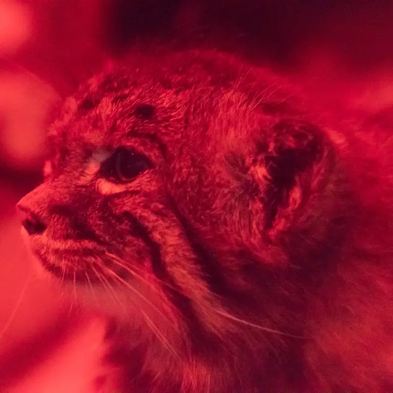 A photograph of Naim in Ueno Zoological Gardens
