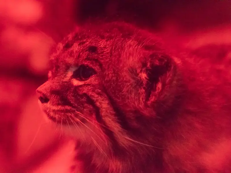 A photograph of Naim in Ueno Zoological Gardens