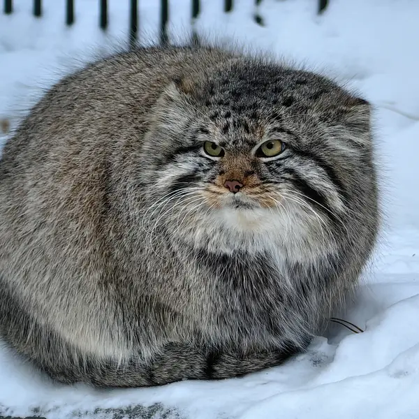 A photograph of Son of Eve 2024 Ⅱ in Novosibirsk Zoo