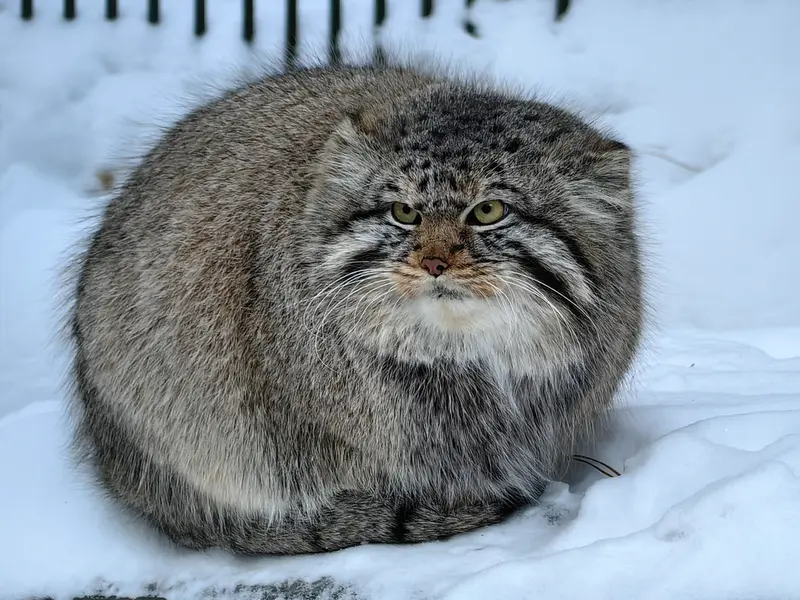 A photograph of Son of Eve 2024 Ⅱ in Novosibirsk Zoo