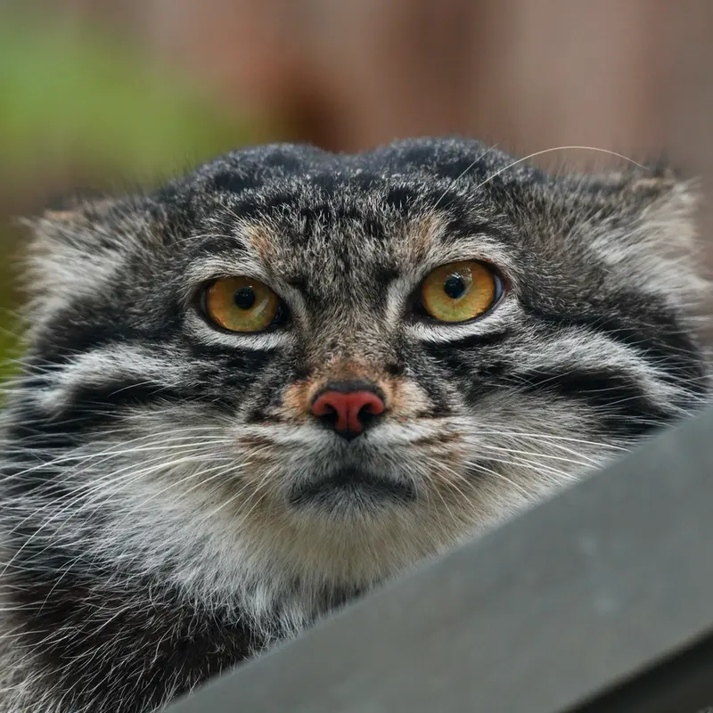 A photograph of Nar in Kobe Animal Kingdom