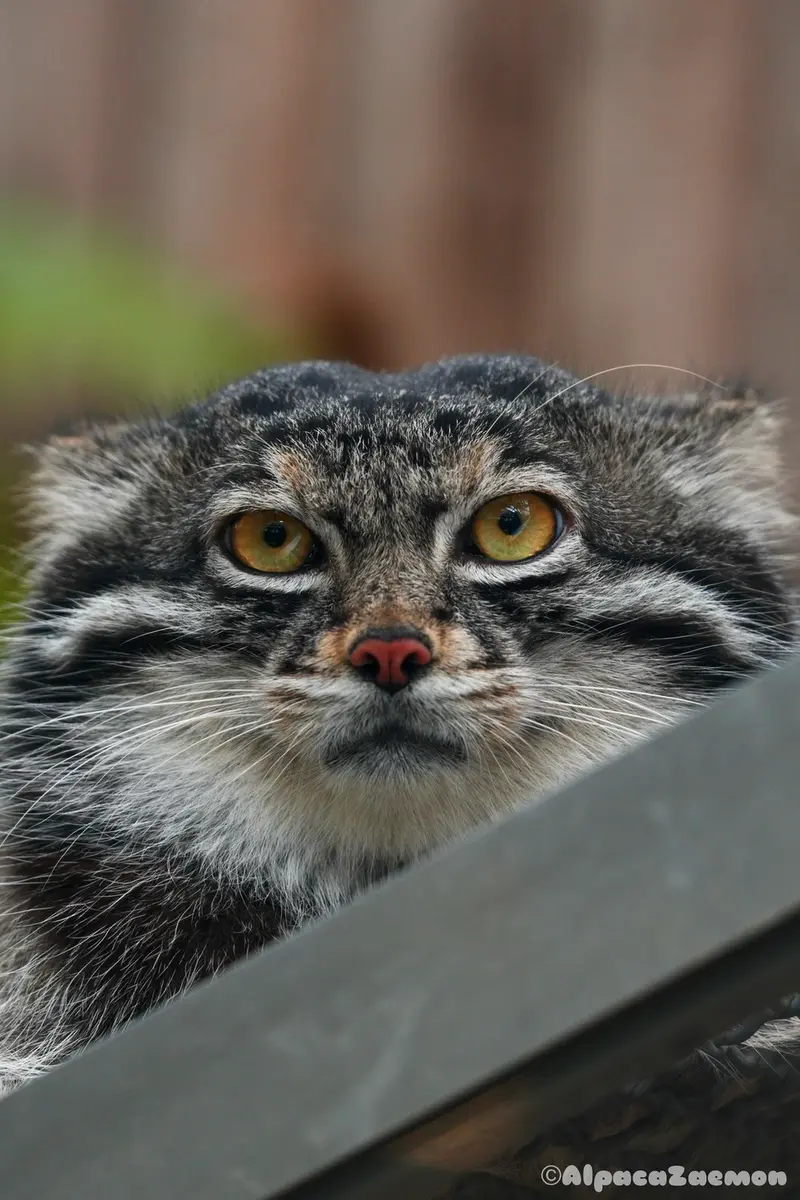 A photograph of Nar in Kobe Animal Kingdom