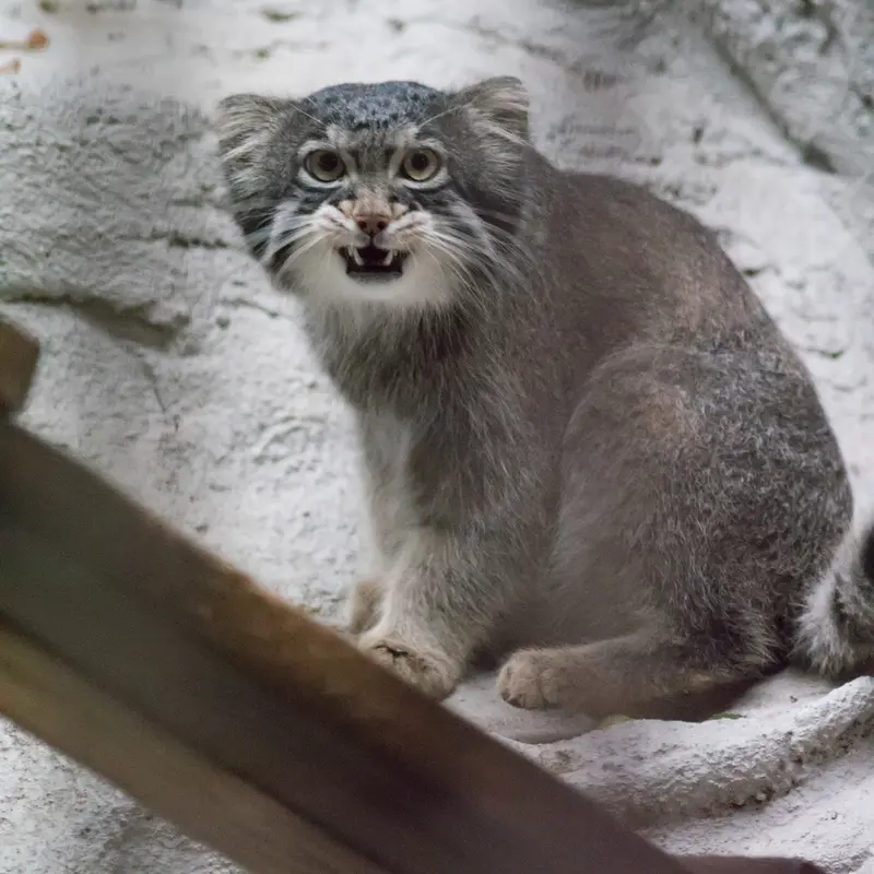 A photograph of Figa in Nogeyama Zoo