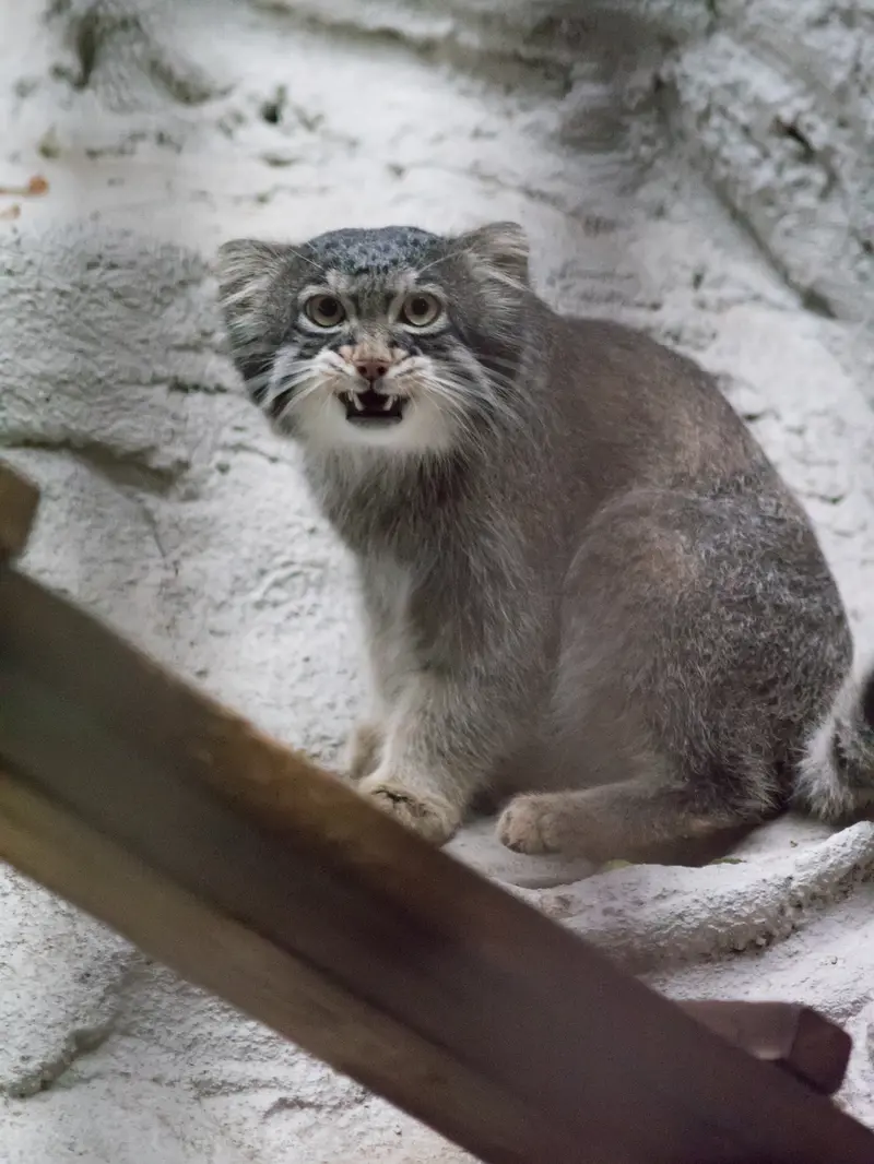 A photograph of Figa in Nogeyama Zoo