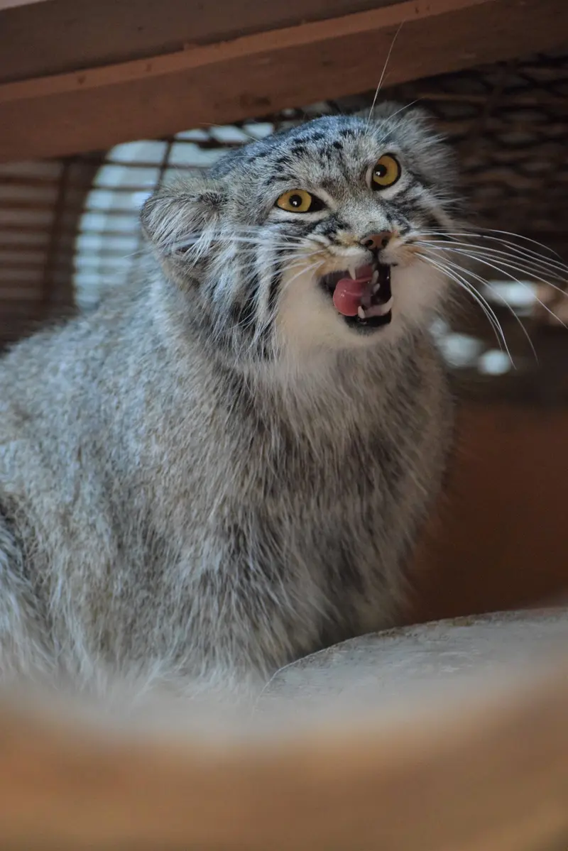 A photograph of a Pallas's cat