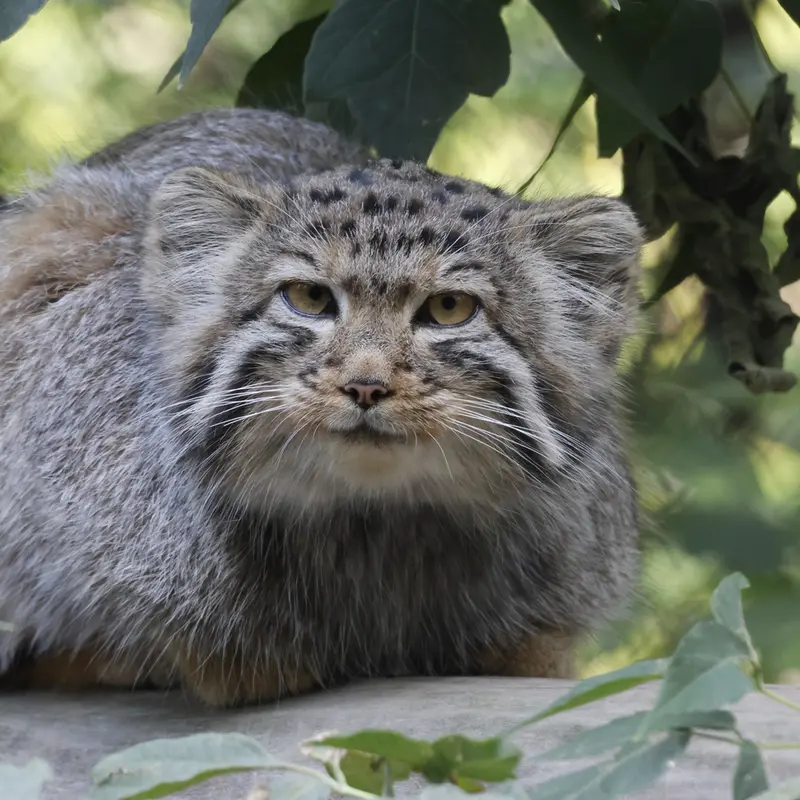 A photograph of a Pallas's cat in Novosibirsk Zoo