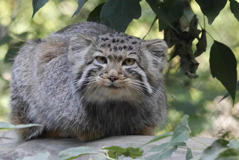 A photograph of a Pallas's cat in Novosibirsk Zoo