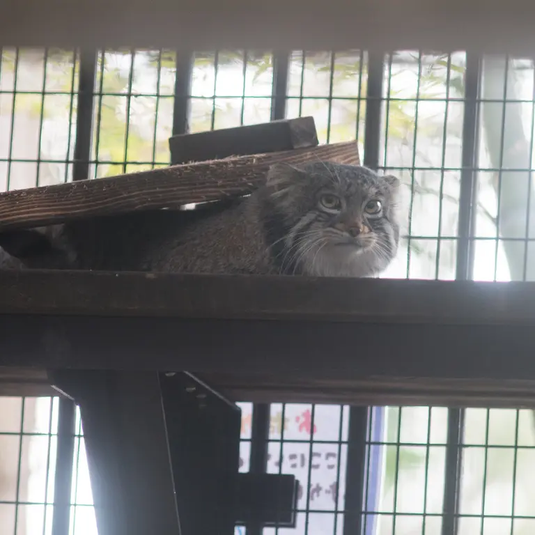 A photograph of Figa in Nogeyama Zoo