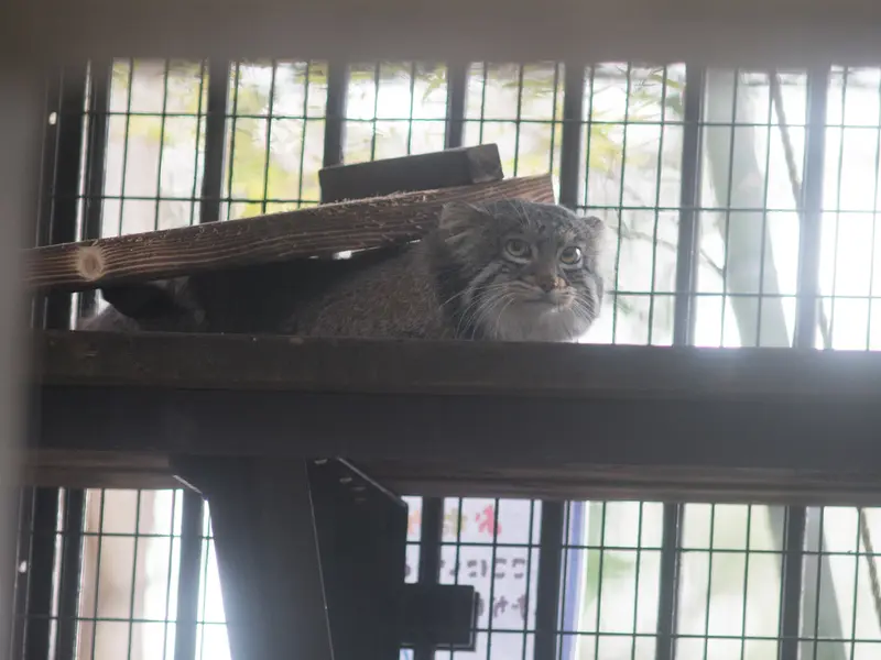 A photograph of Figa in Nogeyama Zoo
