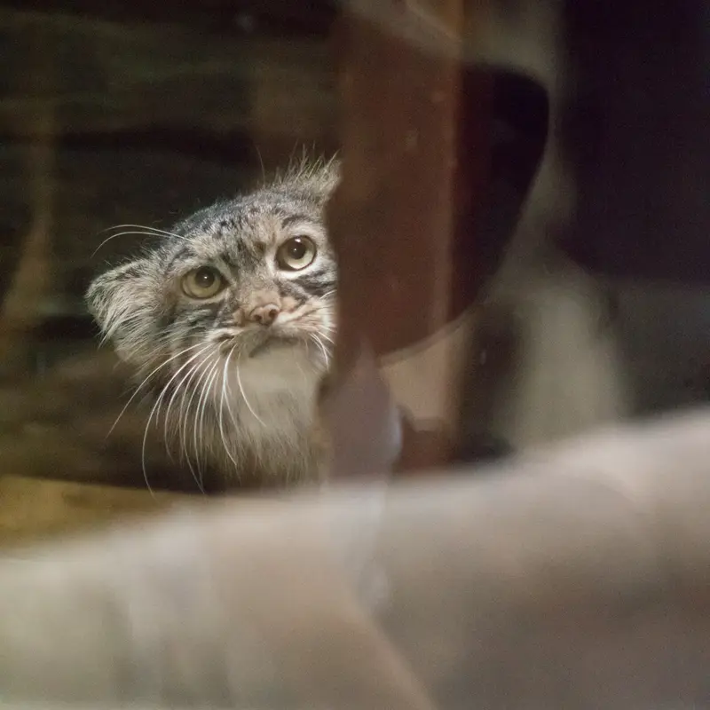 A photograph of Shafran in Ueno Zoological Gardens