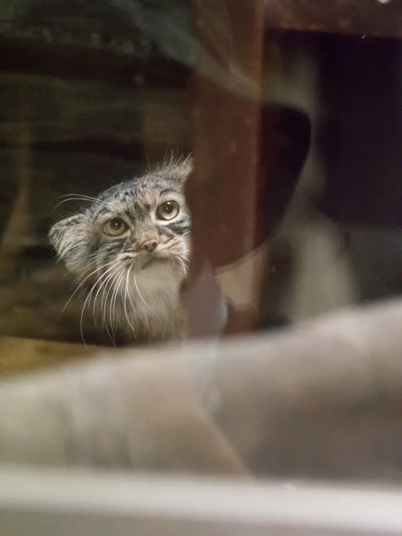 A photograph of Shafran in Ueno Zoological Gardens