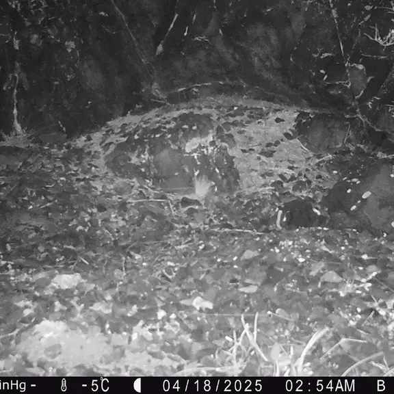 A photograph of Otocolobus manul manul from Egizkara [new] camera trap