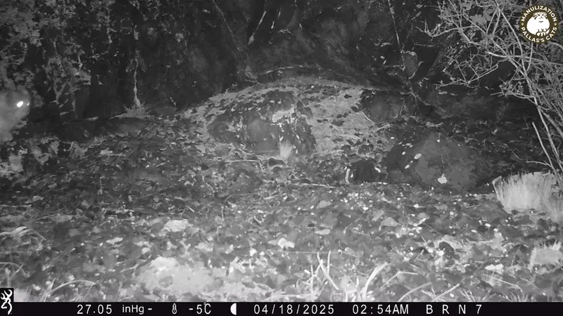 A photograph of Otocolobus manul manul from Egizkara [new] camera trap