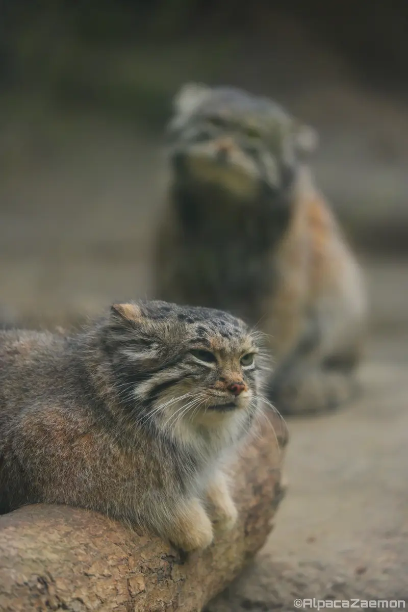 A photograph of Az and Nar in Kobe Animal Kingdom