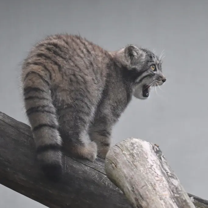 A photograph of Sten in Korkeasaari Zoo