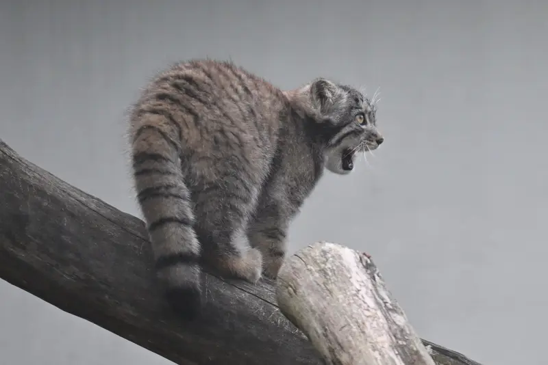 A photograph of Sten in Korkeasaari Zoo