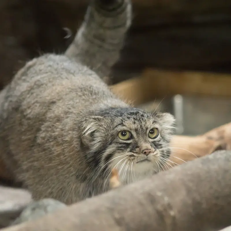 A photograph of Shafran in Ueno Zoological Gardens