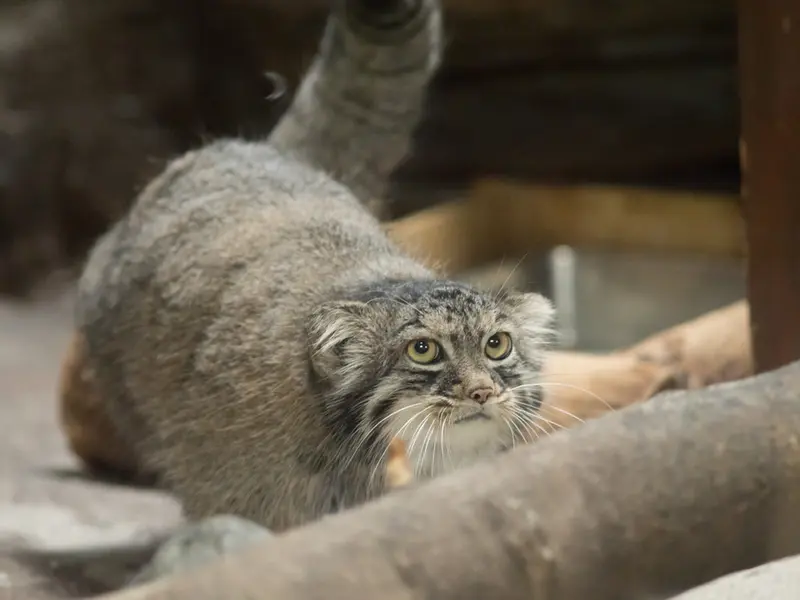 A photograph of Shafran in Ueno Zoological Gardens