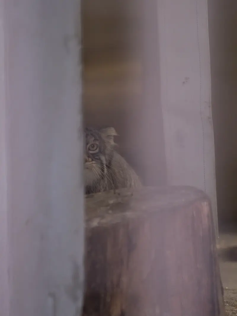 A photograph of Figa in Nogeyama Zoo