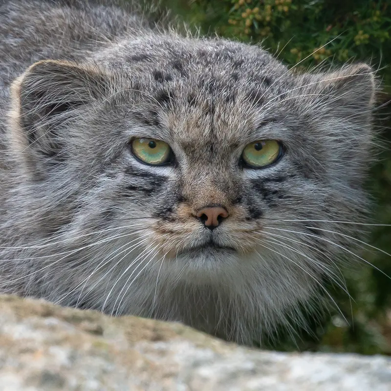 A photograph of Chester Ⅰ in Chester Zoo