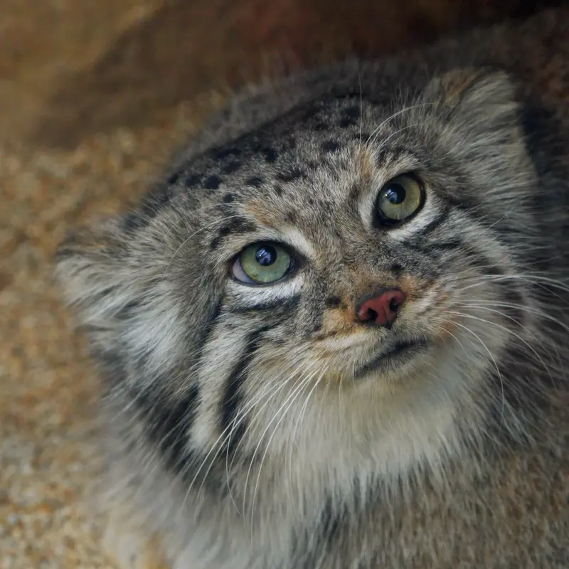 A photograph of Az in Kobe Animal Kingdom