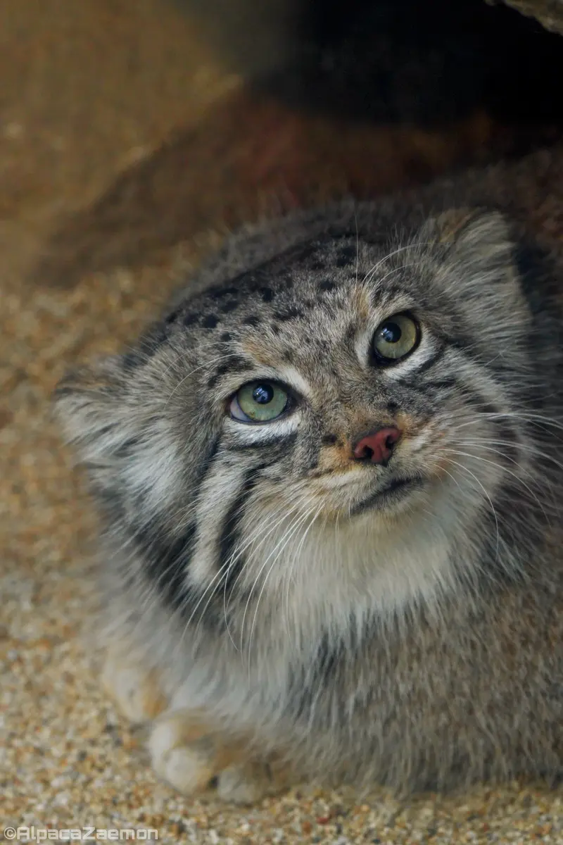 A photograph of Az in Kobe Animal Kingdom