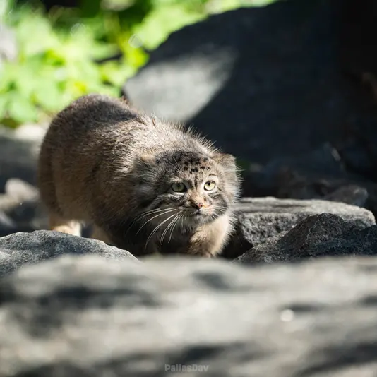 A photograph of Daughter of Charu b. 2025 in Tierpark Berlin