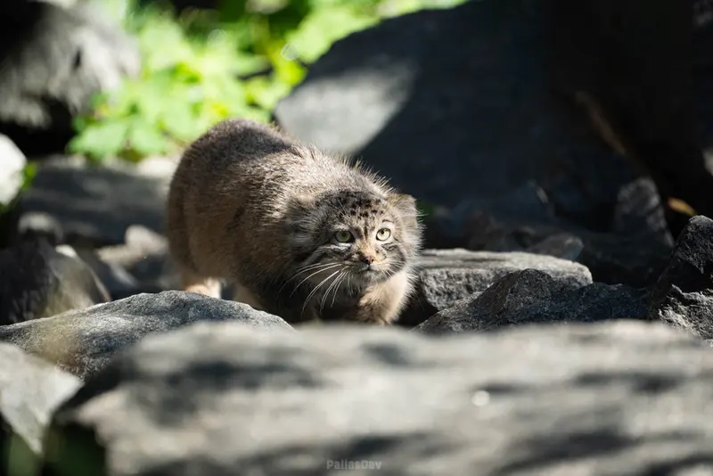 A photograph of Daughter of Charu b. 2025 in Tierpark Berlin