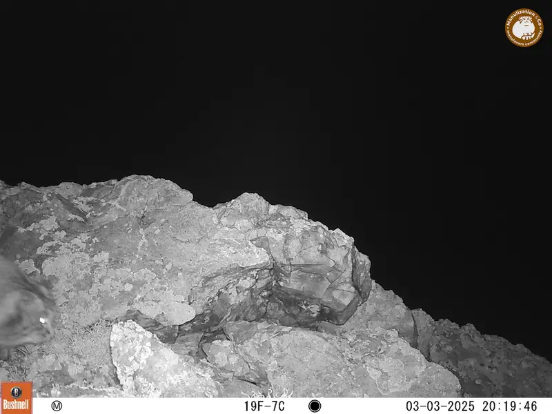 A photograph of Otocolobus manul manul from Besshoky 1 camera trap