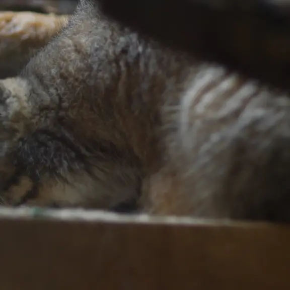 A photograph of a Pallas's cat in Ueno Zoological Gardens