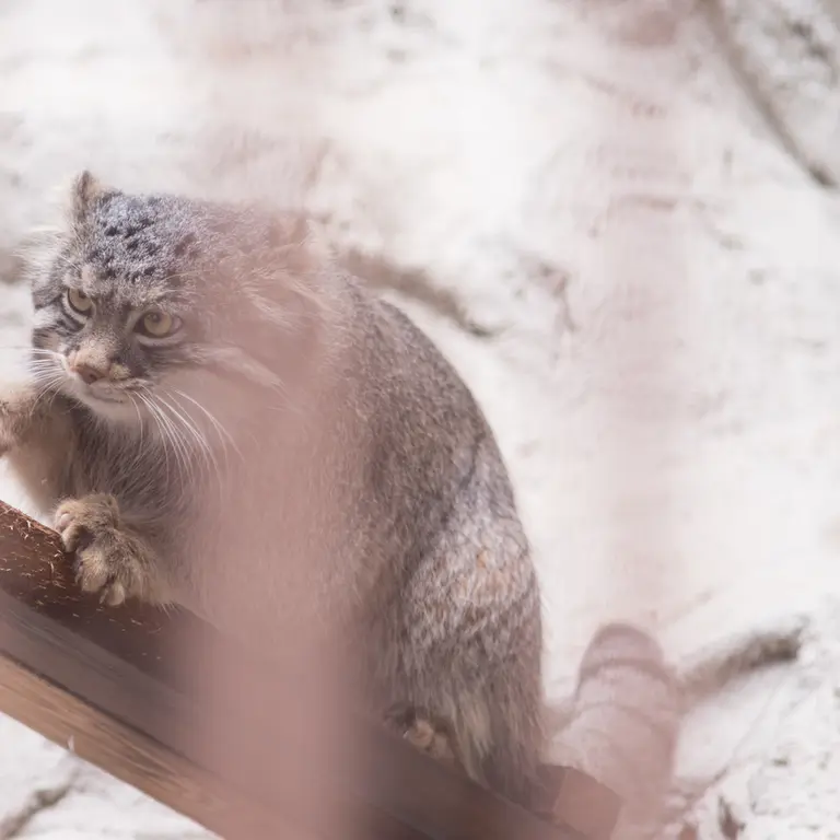 A photograph of Figa in Nogeyama Zoo