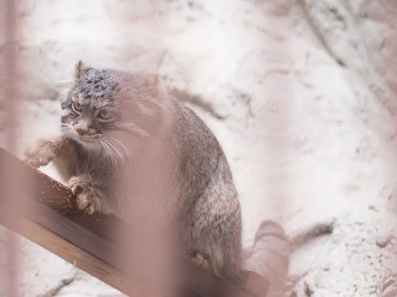 A photograph of Figa in Nogeyama Zoo