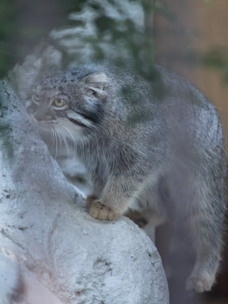A photograph of Figa in Nogeyama Zoo
